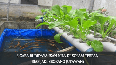 Cara Budidaya Ikan Nila